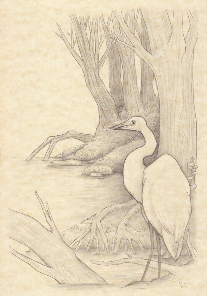 drawing of the egret egret